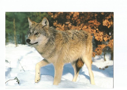 Postcard Dogs, Gray Wolf