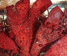 2-3” Red Grape Leaf Macroalgae Frag Reef Tank Saltwater Refugium