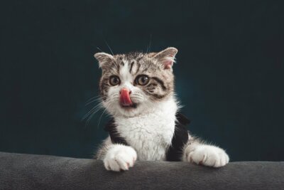 CAT *2X3 FRIDGE MAGNET* KITTEN FELINE DOMESTICATED HOUSE MAMMAL PUSSY KITTY FUN