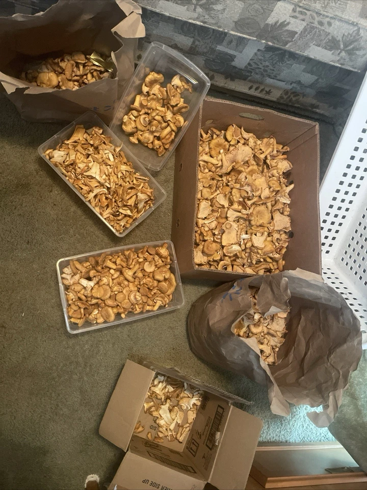 Setas rebozuela secas - 16 oz - Calidad AA Foto 2 de 4