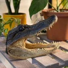 Small Taxidermy Alligator Head, Real Gator Head, Alligator Mississippiensis