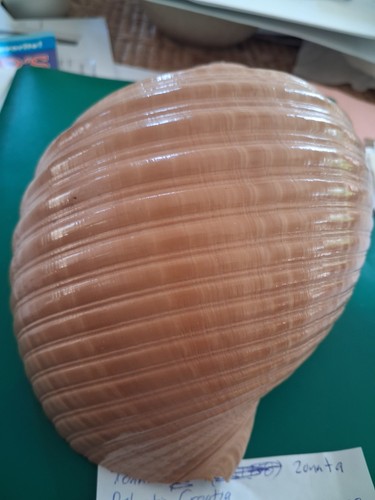 Tonna zonata 188 mm super nice excellent color and condition private collection