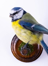 Taxidermy Blue Tit Wall mount Bird Real Stuffed Animal Hunt Lodge Decor