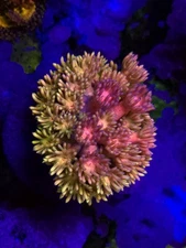 SBB Stain Glass goni WYSIWYG Live coral frag LPS SPS