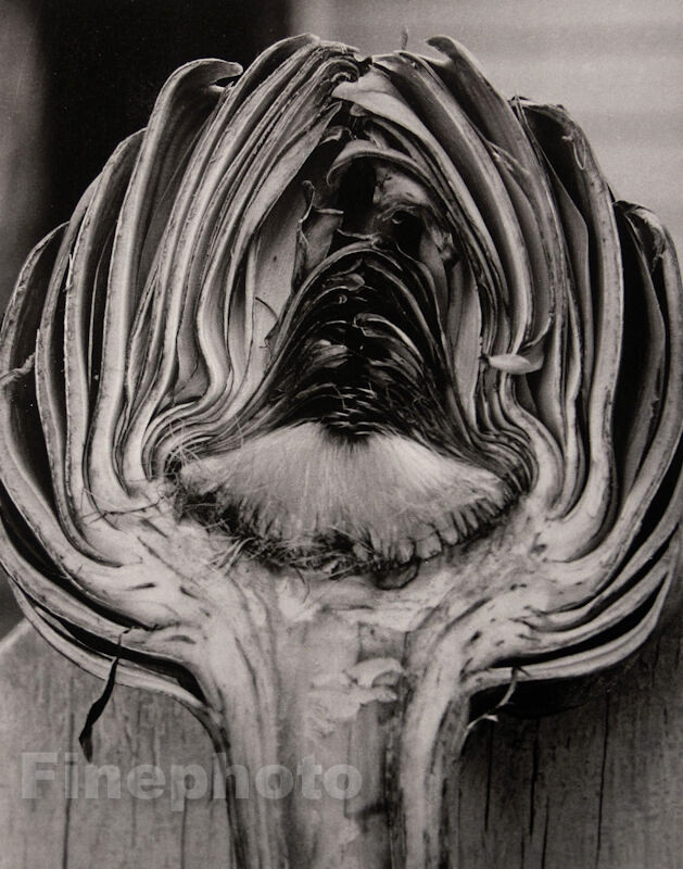 Arte grabado fotográfico abstracto corazón alcachofa cocina comida Horst 1945/92 vintage