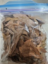  1 Quart Live Oak Leaf Litter Isopods, Terrariums ADD ON FOR EXISTING ORDERS