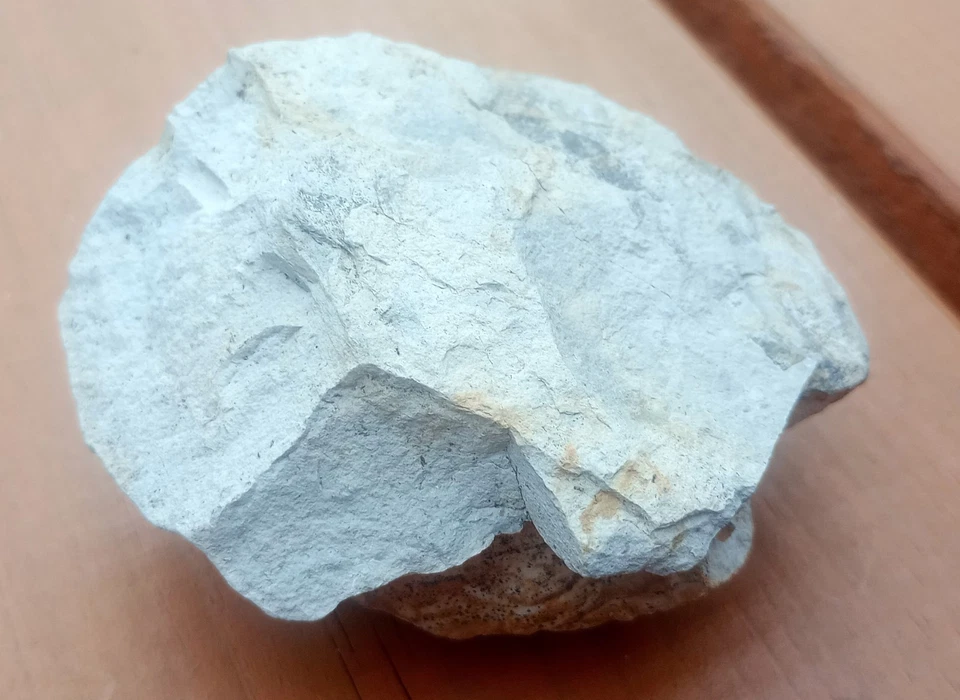 Fossil Muschel Kalkstein Jurassic Oberjura Salzgitter Salder 175g - Bild 4 von 4