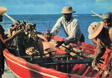 MARTINIQUE FORT DE FRANCE RETURN FROM FISHING TO THE LOBSTER