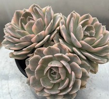 Imported Succulent live plant Rare succulent Home Decor Echeveria Ruyonii #85