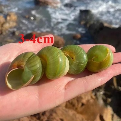  2pcs Green Apple Snail Rare Specimen Conch | Replacement Shell Collection 