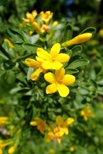 Jasminum fruticans seeds Common yellow jasmine semillas graines