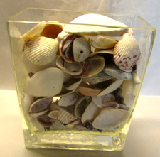 Sea Shell Mix Coastal Beach Decor 6"x5"x2/12" Nautical Vintage Glass Vase