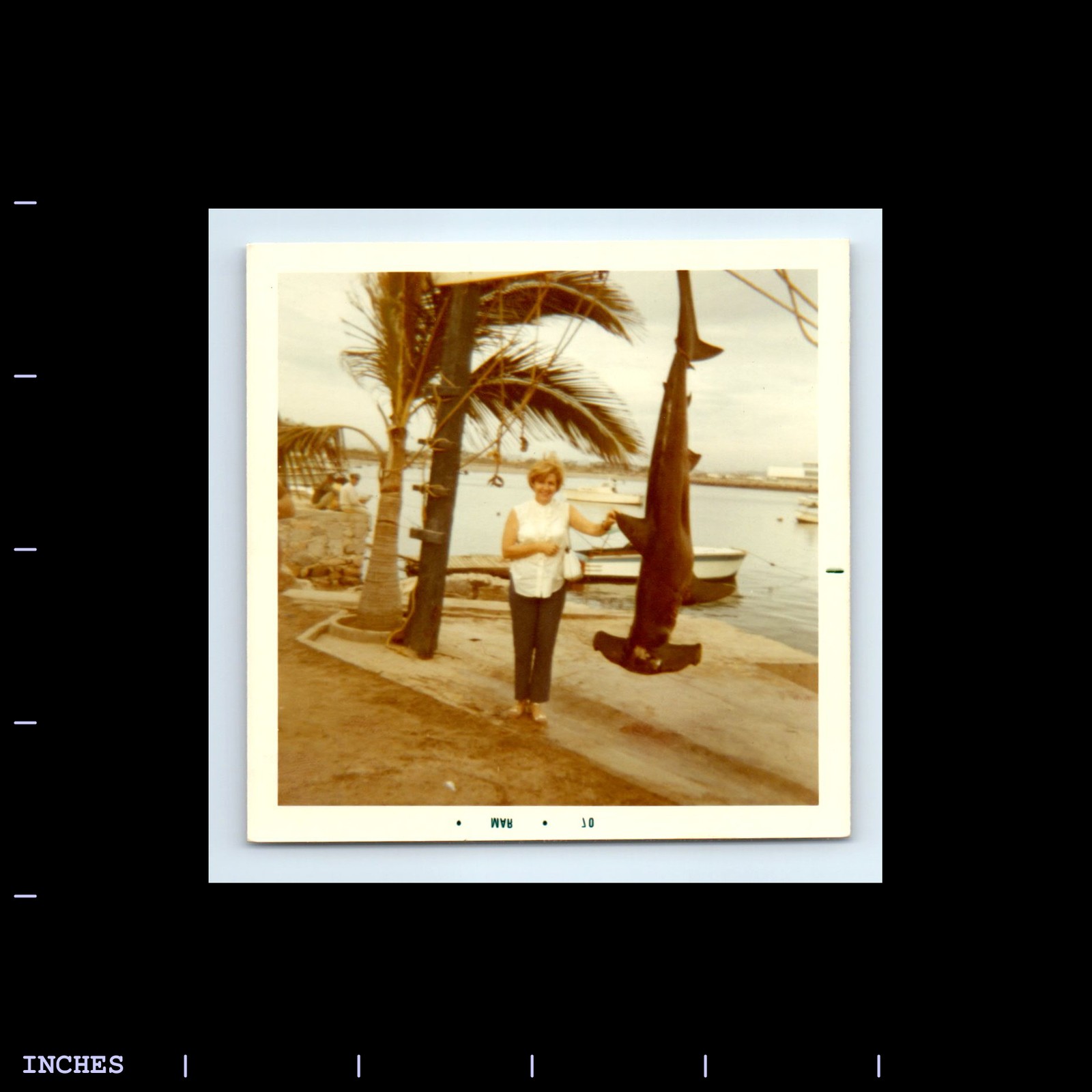 Old Vintage Square Color Photo SOLO WOMAN BY DEAD HAMMERHEAD SHARK CATCH