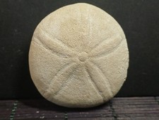 Oursin Fossile Echinolampas sp Lutécien Gironde 52mm HR Bte 04