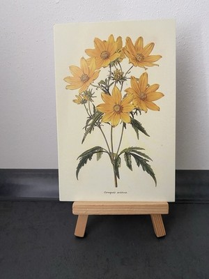 Postcard Theme Card, Yellow Flowers, Nature, Coreopsis aristosa, Art