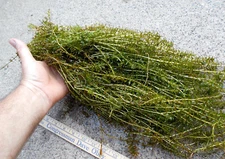 100+ STEMS ELODEA CANADENSIS WATER PLANTS 1+ POUND AQUERIUM CRAYFISH TURTLE KOI
