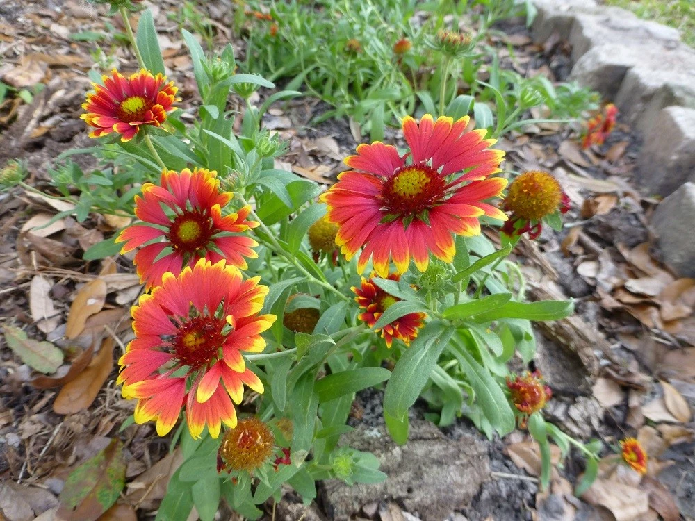 Indian Blanket Firewheel Flower Best Flower Site