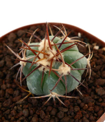 Echinocactus horizonthalonius (Desierto de la Soledad, Mexico) - Teufelskissen |