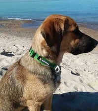 chain reaction dog collar