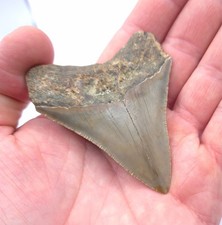 Gut gezackt an der Schneide. Megalodon Haizahn. Haiz Zahn Meg Fossil Fossilien