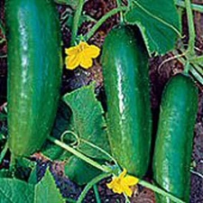 Persian Middle East Cucumbers Seeds (((25 Seed Packet))) (More Heirloom, Organic