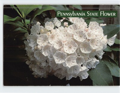 Postcard Mountain Laurel Pennsylvania State Flower Pennsylvania USA