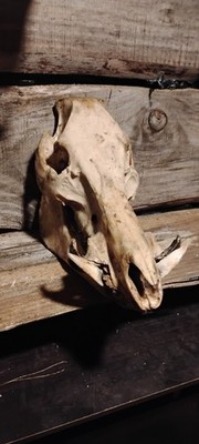 Huge Wild Boar / Hog Skull Bone/ Taxidermy/Hunting lodge all teeth, Big TUSK.
