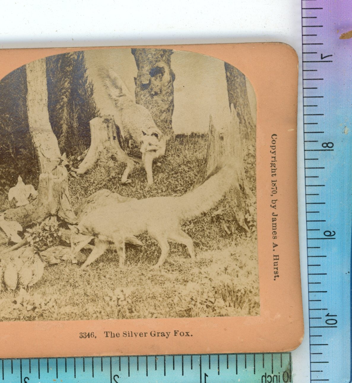The Silver Grey Fox Foxes Animals B.W. Kilburn Stereoview