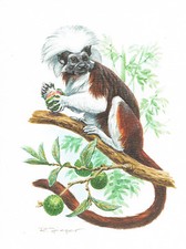 Lisztaffe naczelne małpy pazurów - obraz z nadrukiem artystycznym - 25,5 x 17,5 cm