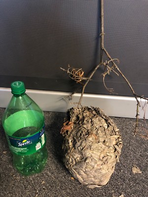 Wasps Bees Bald Face Hornet Nest Bee Hive For MAN CAVE Taxidermy Paper Wasp Home