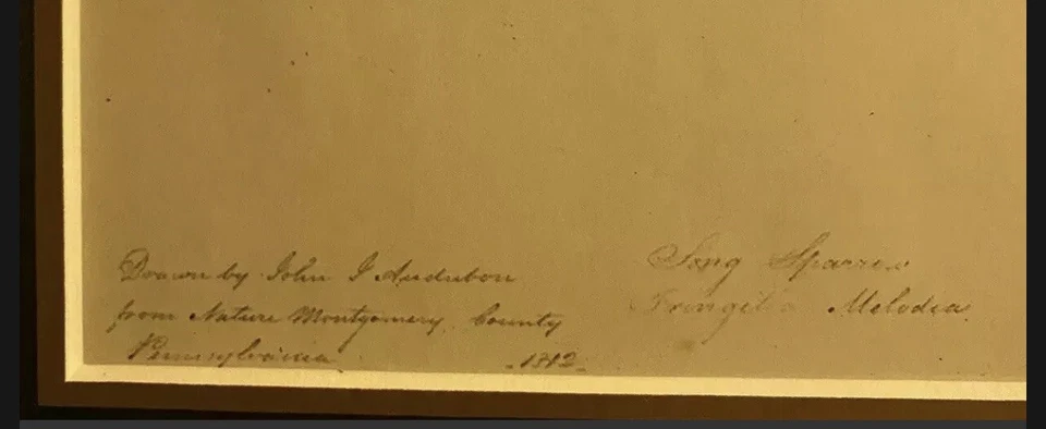 John James Audubon Folio Plate 256 Song Sparrow Edición Limitada Impresión - Enmarcado ** Foto 3 de 4