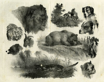 Antiker Druck - Studien verschiedener Tiere - Le Charivari - Chenot - 1832