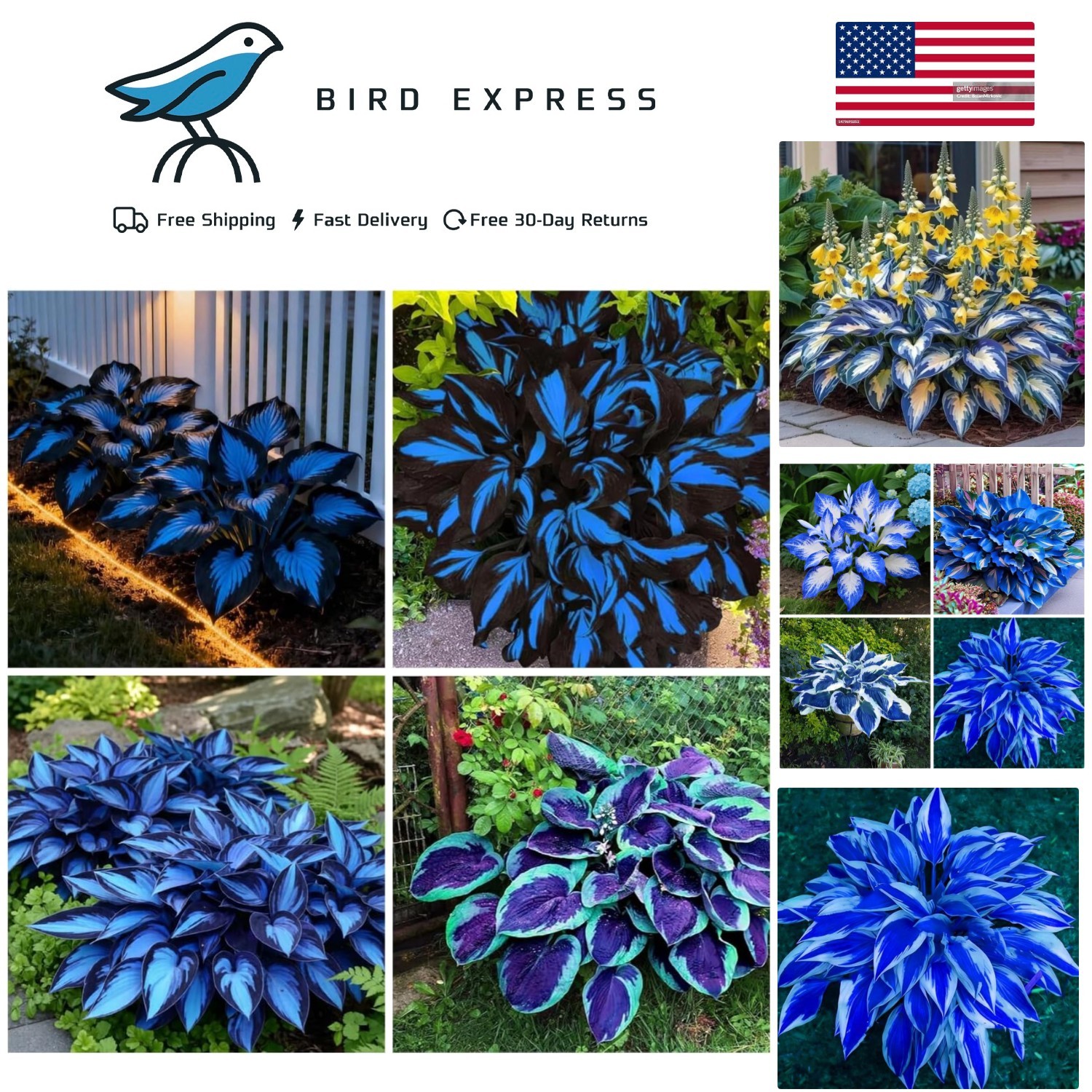 Blue and Black Hosta Seeds for Shade Garden Planting Perennial