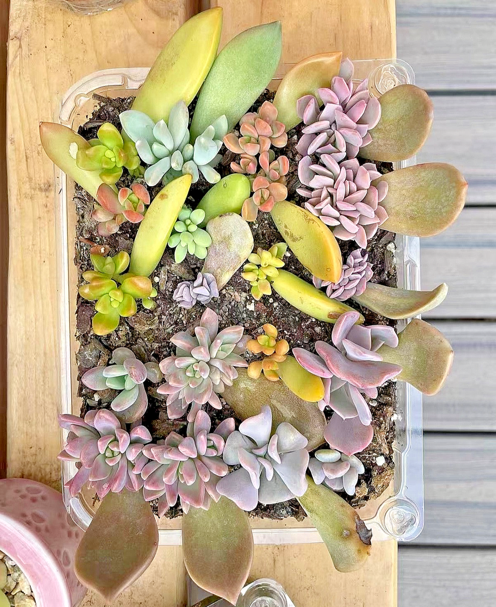 ceramic succulent Large Succulent Circle Planter – WildFlora