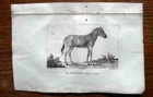LE COUAGGA 1825 Equus quagga Extinct Zebra Species Animal Engraving