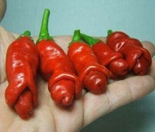 Chili-Pfeffer-Samen PETER PEPPER (Penisform), 25 Samen + GRATIS