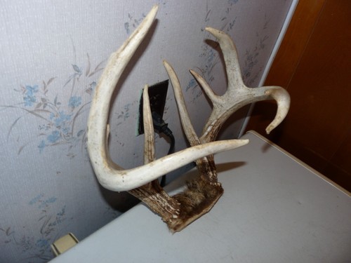 HEAVY TALL 8 POINT Whitetail Deer rack Antler taxidermy LOG CABIN ...