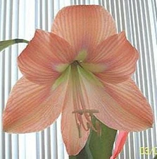 MADELYNE AMARYLLIS HIPPEASTRUM Seeds - Qty 15 - Fresh from 2025