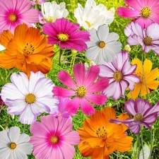 Bulk Seeds, Crazy Mix Cosmos (Cosmos bipinnatus) Non-GMO Seeds - Ships from Iowa