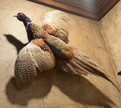 Flying Ring-neck Pheasant Taxidermy Mount 