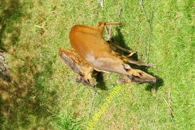 Photo A2 In Step Newchapel/TQ3642 The young muntjac deer (Muntiacus ree c2010