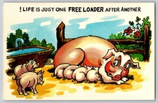 Vintage Humorous Comic Pig and Piglets Cartoon Postcard by Tichnor Bros.