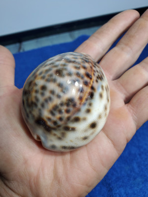 Tiger Cowrie Spotted Sea Shell White & Brown Color Cypraea Tigris