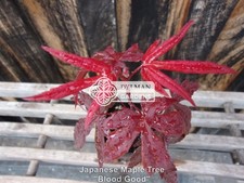 Japanese Maple Trees (Acer palmatum 'Bloodgood') Bonsai-ready - Multiple Sizes