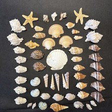 Large Lot Miscellaneous Mixed Seashells Beach Decor 56 Pieces Nice