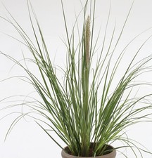 Pampasgras Evita® - XXXL Topf - Cortaderia selloana