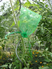 BLÜTENNETZ FRÜCHTESCHUTZ INSEKTENNETZ 10 Beutel Schutz vor Fremdbestäubung