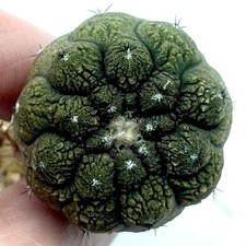 Copiapoa hypogaea cv. Lizard Skin Unusual and Rare Cactus UK Grown Own Roots