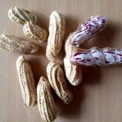Giant Striped Peanuts 100+ Seedss (Arachis hypogaea L.) Fast Growing