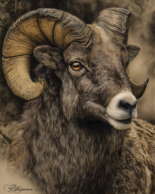 8x10 Bighorn sheep ram close-up with curled horns neutral backdrop - 889077710